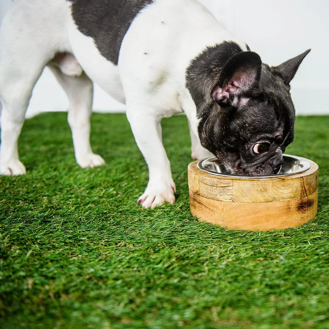 mango wood dog bowl