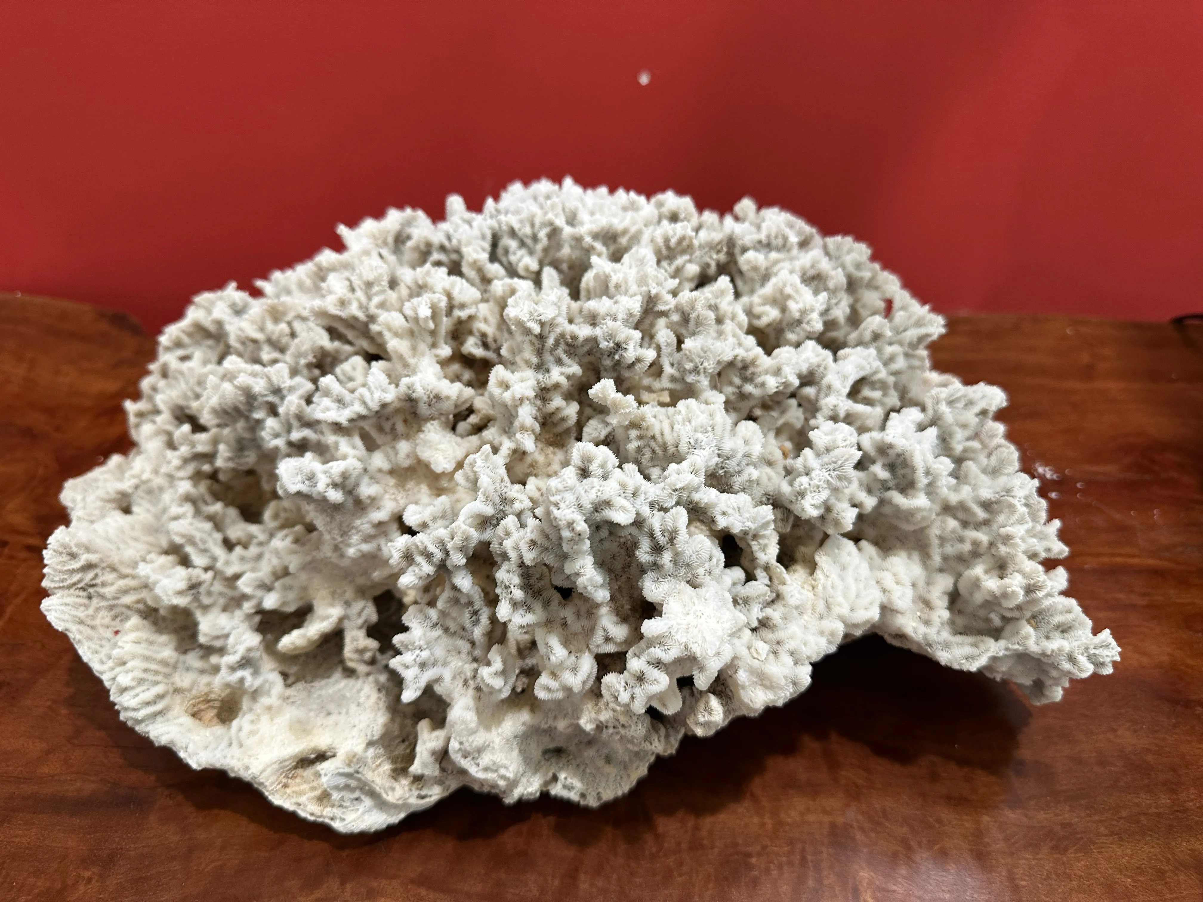 Merulina Coral 16"