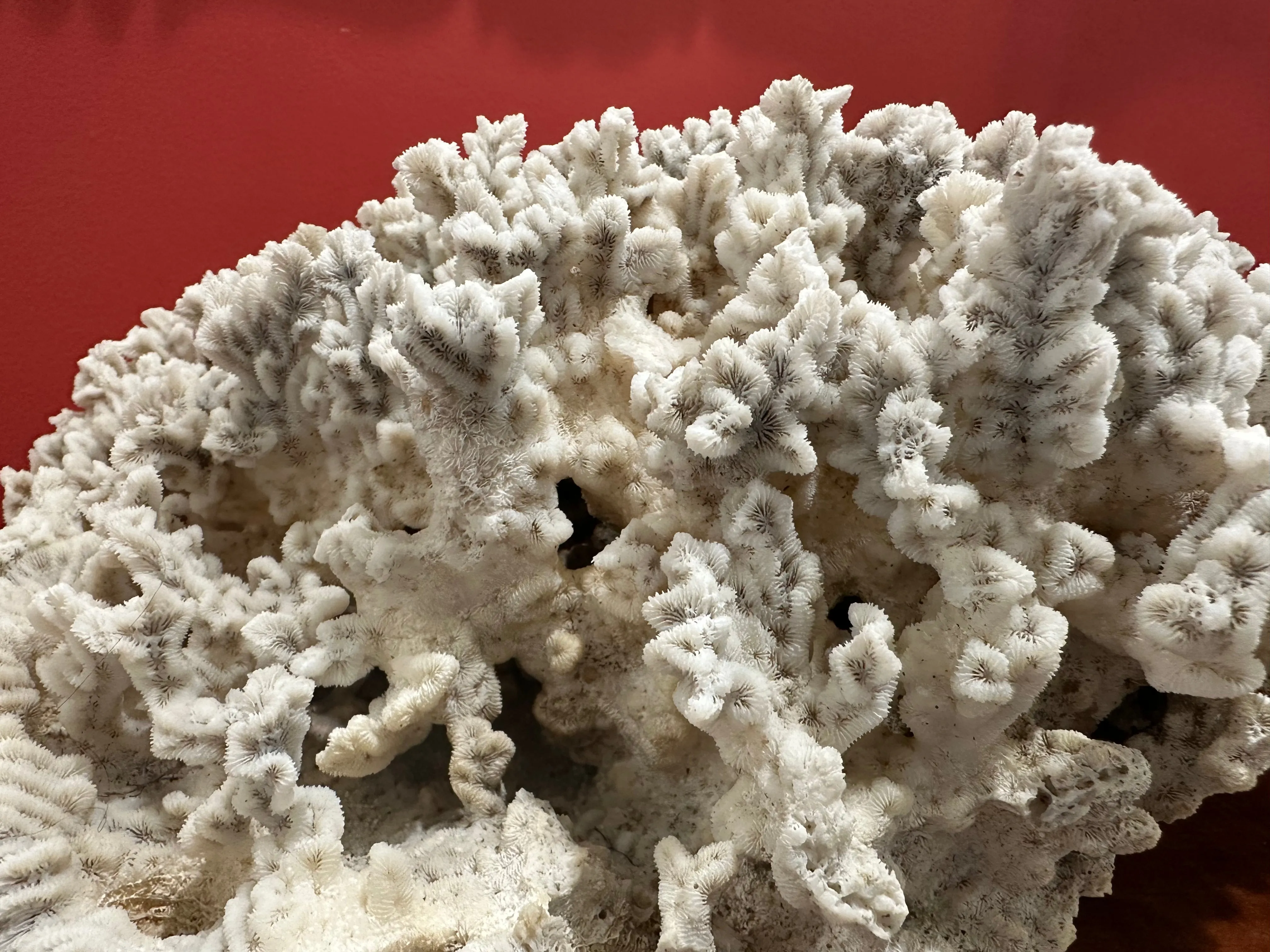 Merulina Coral 16"